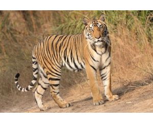Valmiki Tiger Reserve Tour Package