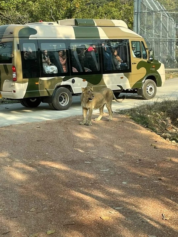 Rajgir Zoo Safari